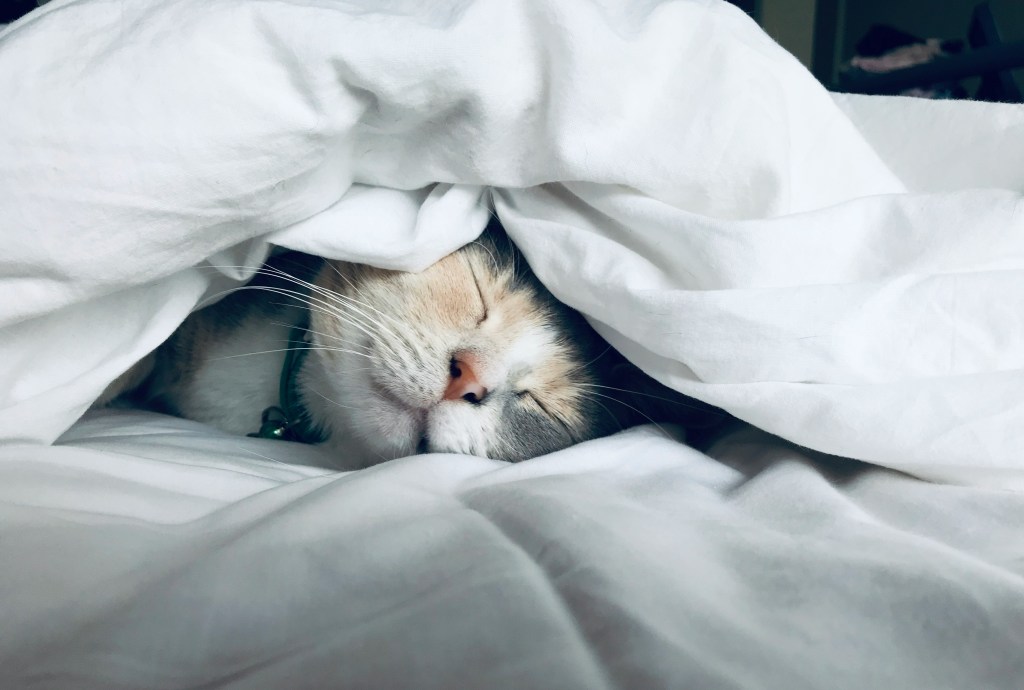 Why We Sleep: The Wake-Up Call That Rebuilt My Nighttime&nbsp;Routine